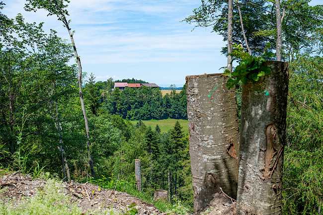 Détour par la campagne saint-galloise